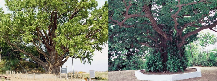 Südkoreas Naturdenkmal Nr. 304, der Ganghwado-Ginkgobaum (links) und das Naturdenkmal Nr. 165 in Nordkorea, der Yeonan-Ginkgobaum. ⓒ Amt für Kulturerbeverwaltung