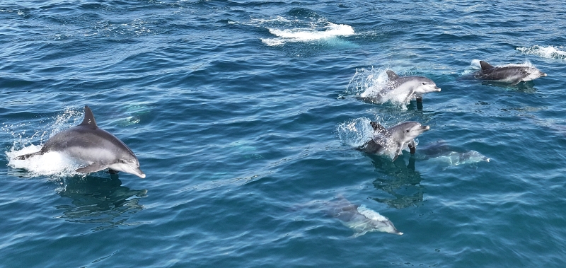 Am 18. März schwimmt eine Gruppe von indopazifischen großen Tümmlern vor der Küste in Daejeong-eup in Seoguipo auf der Insel Jeju. 