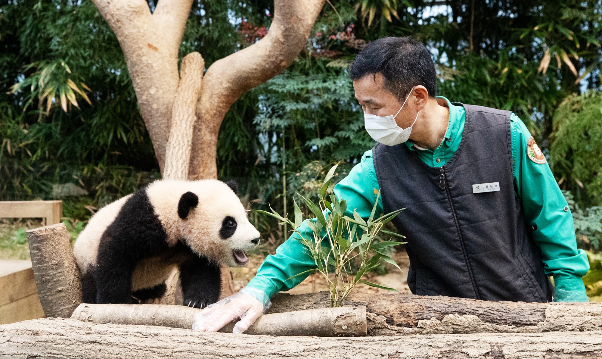 Die Beliebtheit vom Riesenpanda Fu Bao, das am 20. Juli 2020 in Korea geboren wurde, erhält sich in China. Foto von Fu Bao im Alter von sechs Monaten und der koreanische Panda-Pfleger Kang Cherwon im Januar 2021 im Freizeitpark Everland in Yongin in der Provinz Gyeoggi-do. ⓒ Korea.net DB
