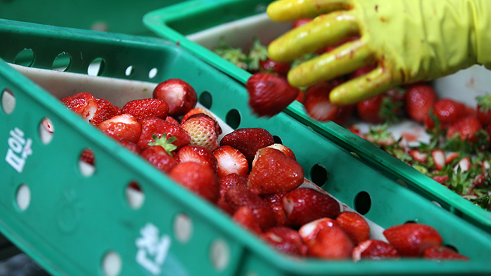 (위) 선별작업을 거친 딸기가 박스에 담기고 있다. (아래) 2차 제품으로 생산되기에 앞서 딸기 꼭지를 제거하는 작업이 진행되고 있다. 
