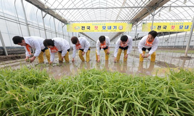Erste Reisanpflanzung
