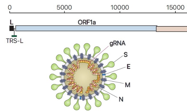 Forschungsteam vervollständigt genetische Karte des Coronavirus