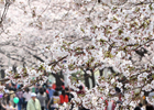 Hangang Yeouido Frühlingsblumenfestival