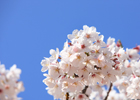 Jeju Kirschblütenfestival