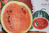 Haman repräsentiert Korea mit Wassermelonen, Paprikas