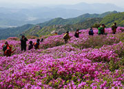 Königliches Azaleenfestival Hapcheon-Hwangmaesan