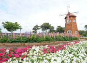 „International Rose Festival Gokseong“