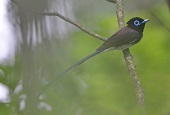 Tropische, seltene Vögel besuchen Korea