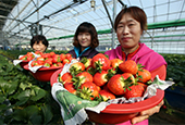 Koreanische Erdbeeren werden bald nach Vietnam exportiert
