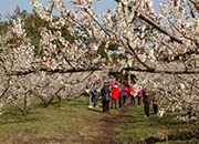 Das Jeju Hueree-Aprikosenblütenfestival