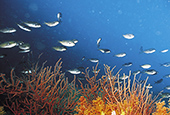 Fischkollagen zur Regenerierung von Hautgewebe eingesetzt
