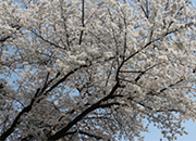 Event am Nationalfriedhof Seoul mit Blüten der Trauerkirsche