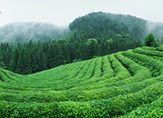Boseong Green Tea Festival