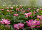 Seodong-Lotusblütenfestival Buyeo 