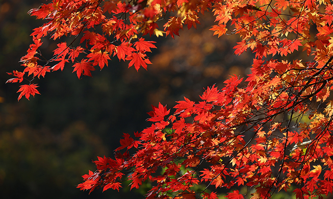 Südkorea: Höhepunkt im Herbst 