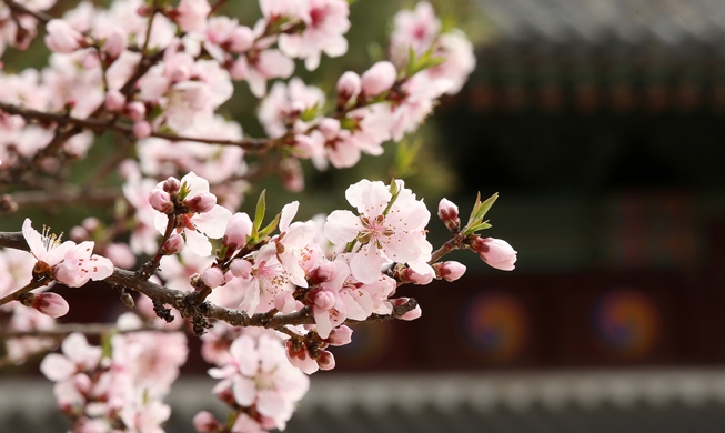 Wann beginnt die Kirschblüte in Südkorea