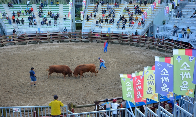 Stierkampf auf Koreanisch