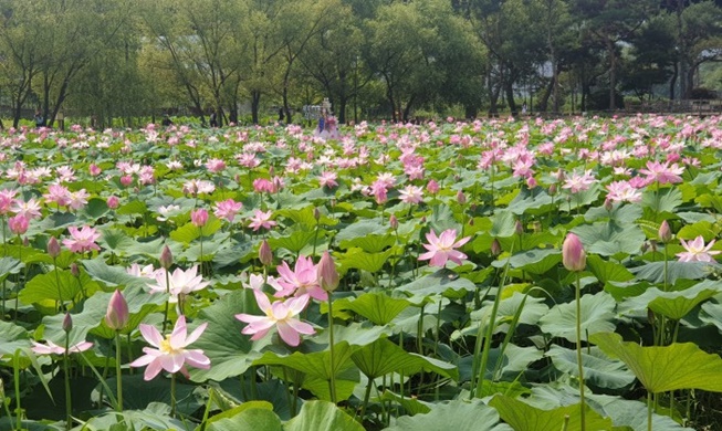 Lotusblütenfestival 2019 Semiwon
