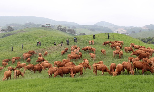 [Korea in Fotos] Kühe genießen die Weide in Daegwallyeong-myeon