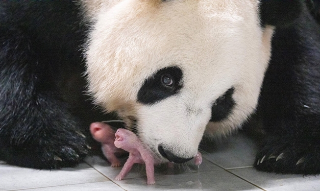 Geburtsszene von koreanischen ersten Panda-Zwillingen zählt zu 100 Fotos des Jahres von Times