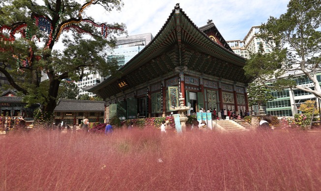 Herbstattraktionen Koreas: ‚Pink Muhly Grass‘