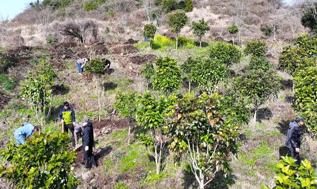 Erste Beflanzung in Seoguipo auf der Insel Jeju