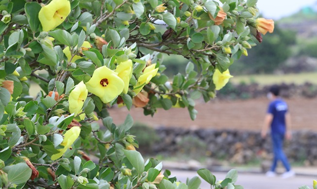 [Korea in Fotos] Gefährdete Blumen auf der Insel Jeju