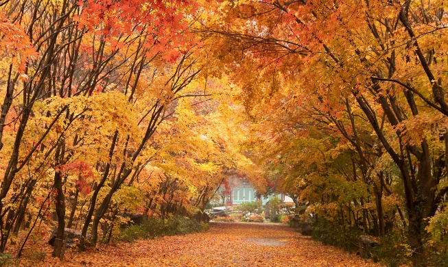 Herbststimmung in Korea: Farbspektakel und Meisterwerk der Natur