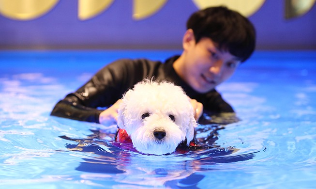 [Korea in Fotos] Hund genießt das Schwimmen