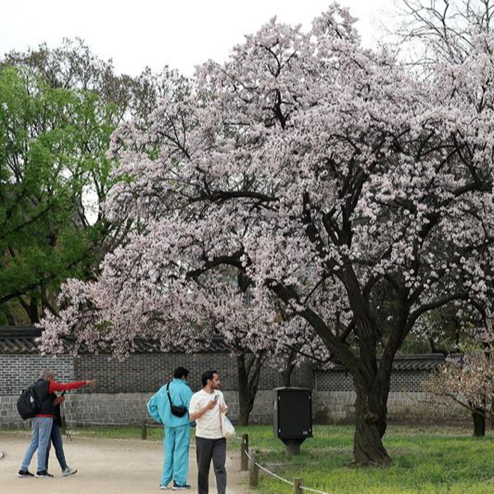Frühling im Changdeokgung-Palast