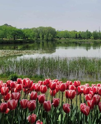 Genießen Sie den Frühling auf der International Horticulture Goyang Korea 2024