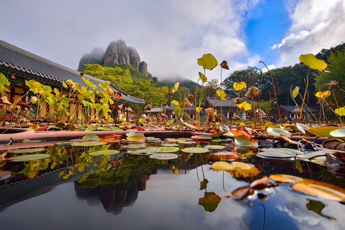 „Der <i>Janggunbong</i>-Gipfel im Wasser", der die Schönheit der Lotusblumen im <i>Daejeonsa</i>-Tempel des <i>Juwangsan</i>-Nationalparks zeigt, erhielt ebenfalls den Preis.