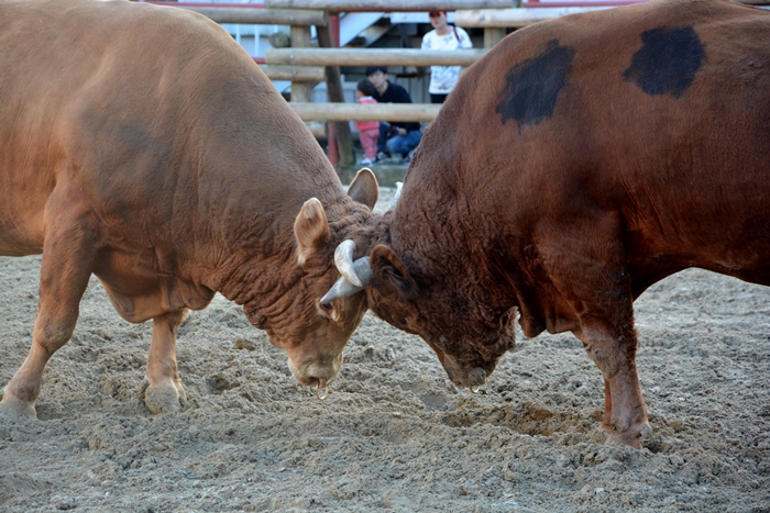 20190530_Bullfighting_article_02.JPG