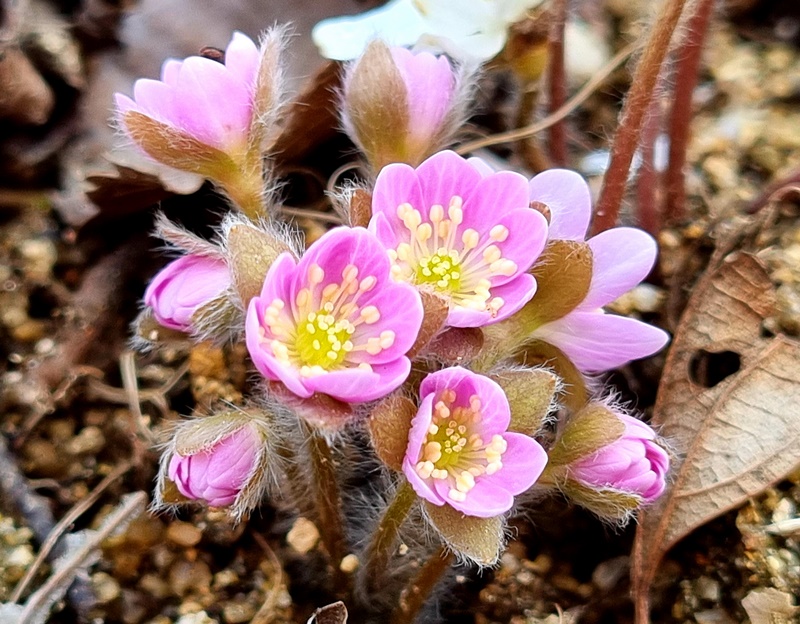 Rosa Leberblümchen auf der Halbinsel Byeonsanbando in Korea