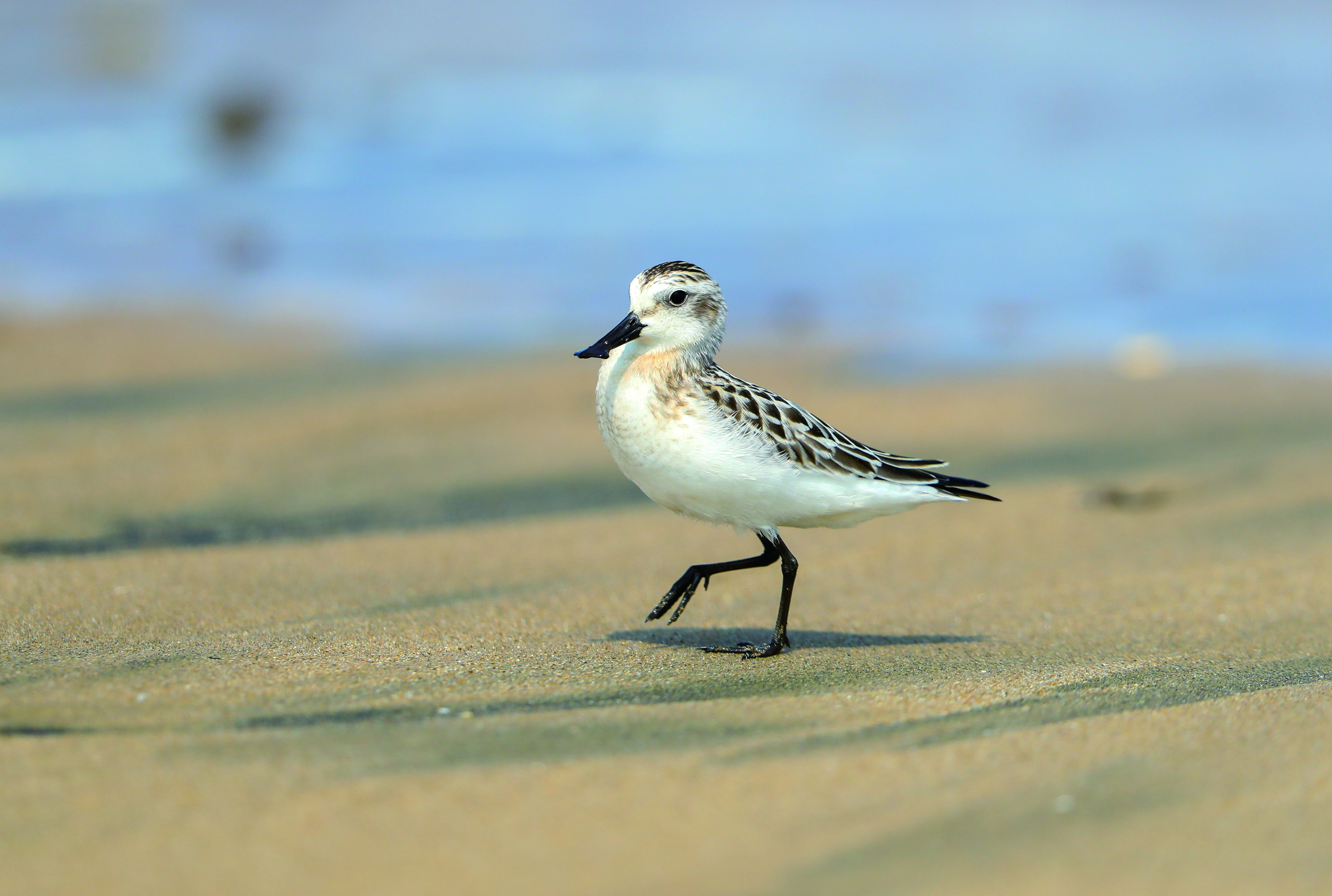 getbolvogel