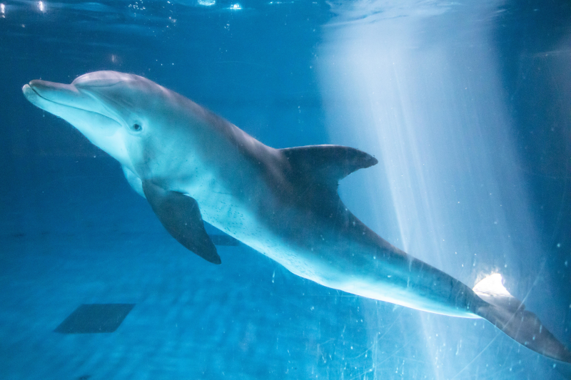 Bibong, der letzte in einem südkoreanischen Aquarium gehaltene Indopazifische Große Tümmler, soll in die Wildnis freigelassen werden.
