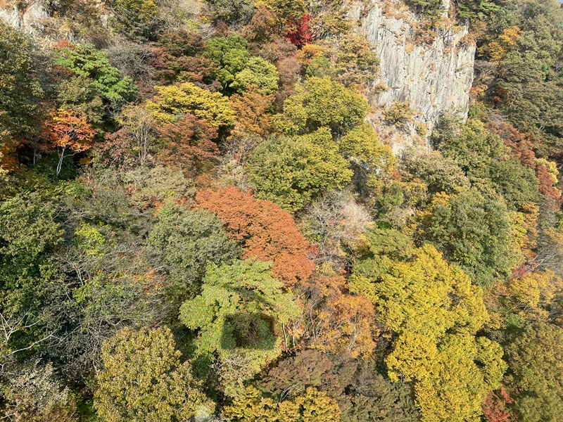 Landschaft des Berges Naejangsan mit Bäumen mit bunten Blätern aus der Drahseilbahn vom 26. Oktober. 