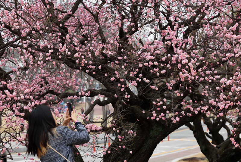 Am 19. März, einem Tag vor der Frühlings-Tagundnachtgleiche (Chunbun), macht eine Bürgerin Fotos von Pflaumenblüten an der Chonnam Universität in Buk-gu in Gwangju.