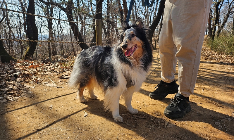 Foto von einem Haushund, der am 24. März am Berg Bongje in Gangseo-gu in Seoul spazierte. © Cao Thị Hà/korea.net 