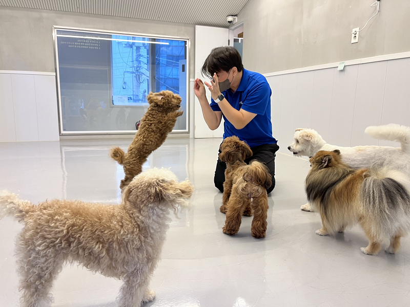 In Seocho-gu in Seoul werden seit 2019 die Tierpflege-Dienste an Seollal- und Chuseok-Feiertagen sowie Urlaubszeiten. © Seocho-gu