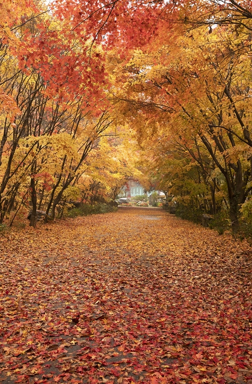 Foto vom Naejangsan-Berg im Herbst. ⓒ Korea.net DB