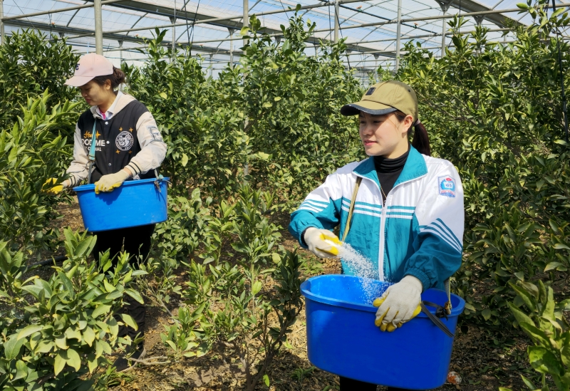 Ab diesem Jahr wird die koreanische Regierung das E-8-Visum (Saisonarbeiter) den 74.689 Ausländern erteilen. Foto von Saisonarbeiter aus Vietnam, die im März letzten Jahres im Obstgarten für Mandarinen in Namwon-eup, auf der Insel Jeju arbeiteten ⓒ Yonhap News