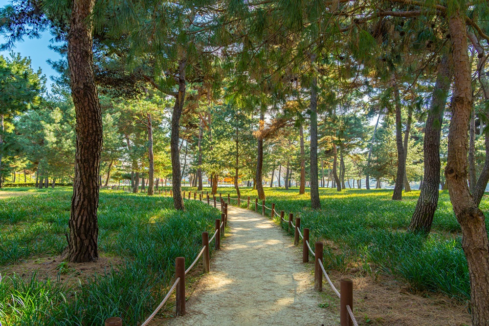 Im Pinienwald Hadong wachsen über 900 Bäume, einschließlich Bäume, die mit dem Naturdenkmal genetisch identisch sind, und Kiefern, die von Bewohnern von Hadong-gun gespendet wurden ⓒ Korea Tourism Organisation