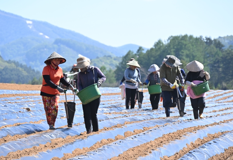 Die Zahl der ausländischen Saisonarbeiter, die in diesem Jahr in der Provinz Gangwon-do vermittelt werden, beträgt 9.000. Foto von ausländischen Arbeitern, die im Mai letzten Jahres in Daegwallyeong in Pyeongchang-gun in der Provinz Gangwon-do Kartoffel säen ⓒ Pyeongchang-gun