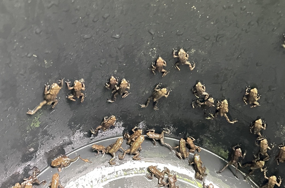 Am 9. Mai bewegen sich die Krötenbabys vom Wasserreservoir Janghyun in Jung-gu in Ulsan bis zum Berg Hwangbangsan, ihrem Hauptlebensraum ⓒ Bezirksamt von Jung-gu in Ulsan 
