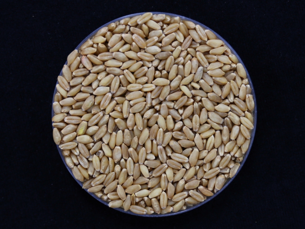 Samen der Weizensorte 