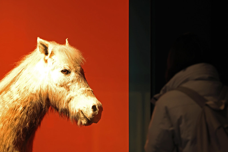 Am 16. Dezember schaut sich ein Besucher bei der Sonderausstellung “The Famous Feast of the Horse” im National Folk Museum of Korea in Jongno-gu, Seoul, ein Ausstellungsstück von einem Pony an. Das Pony, ein einheimisches Pferd auf der Insel Jeju, wurde im Jahr 1986 als Naturdenkmal erklärt ⓒ Park Daejin/korea.net 