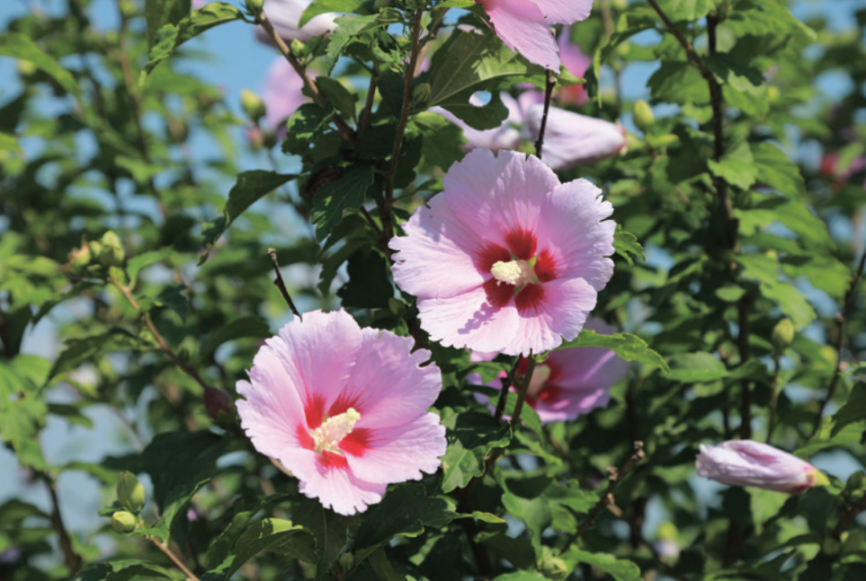 Mugunghwa symbolisiert die Identität Koreas durch ihre satrke Lebenskraft und schlichte Schönheit.