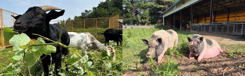 Ziegen und Schweinen, die im “KARA Farm Sanctuary” in Eumseong-gun in der Provinz Chungcheongbuk-do geschützt werden ⓒ KARA