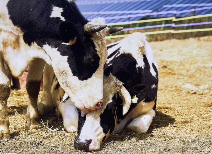 Foto: Die geretteten Rinder im New Moon Sanctuary in Inje-gun in der Provinz Gangwon-do ⓒ Animal Liberation Wave